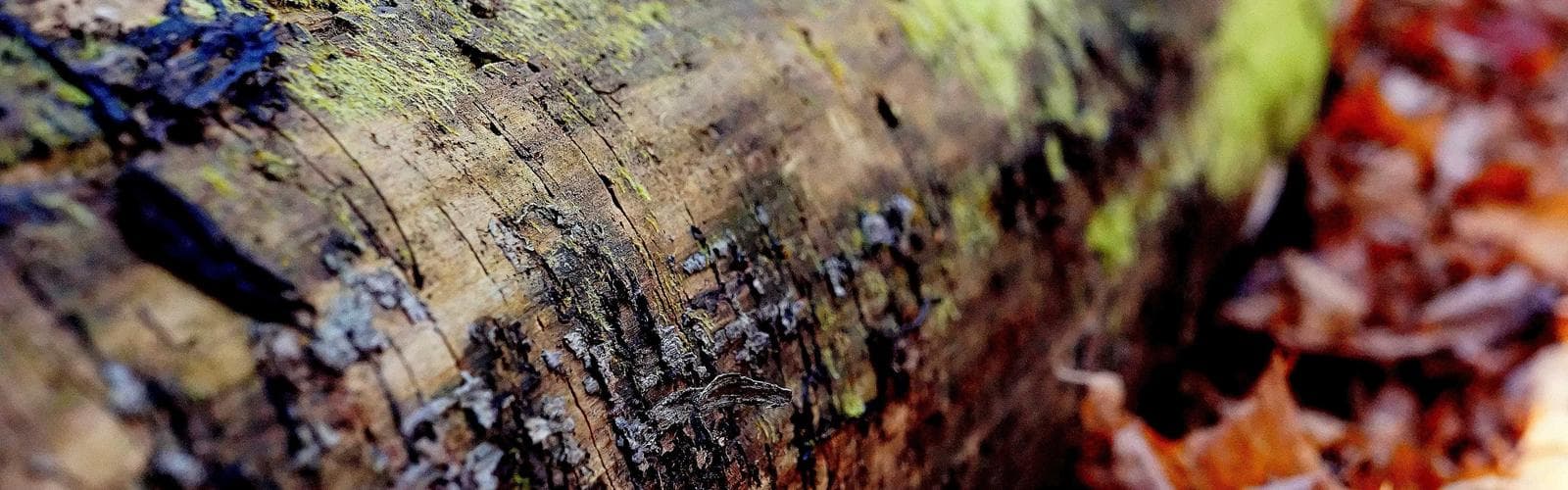 Mrs. GREEN APPLE プレミアムライブ