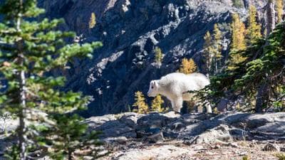 サマリーポケット